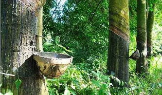 橡膠木種植的責(zé)任分擔(dān) 問(wèn)題與解決路徑