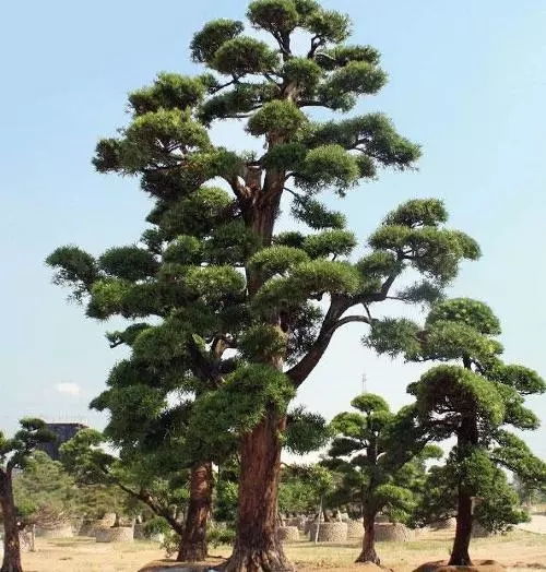 這10種高端苗木品種，你家苗圃種了嗎？
