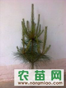 供應各種規格營養缽油松（30-120cm）——西裕村苗木基地，農苗網專業推薦