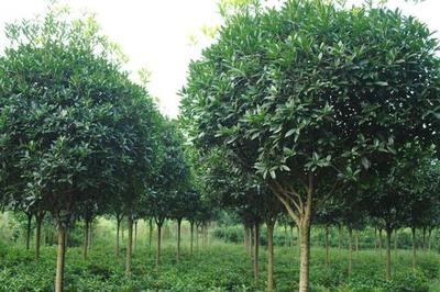 高價值樹木種植指南 選擇、策略與市場前景