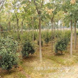 守護城市綠蔭 名界園林黃山欒樹的四季美學與經(jīng)濟價值