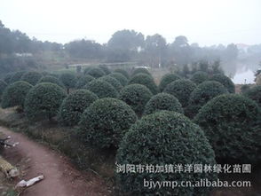 精品綠化苗木枸骨球批發(fā)供應指南 從瀏陽苗圃到農(nóng)苗網(wǎng)一站式采購